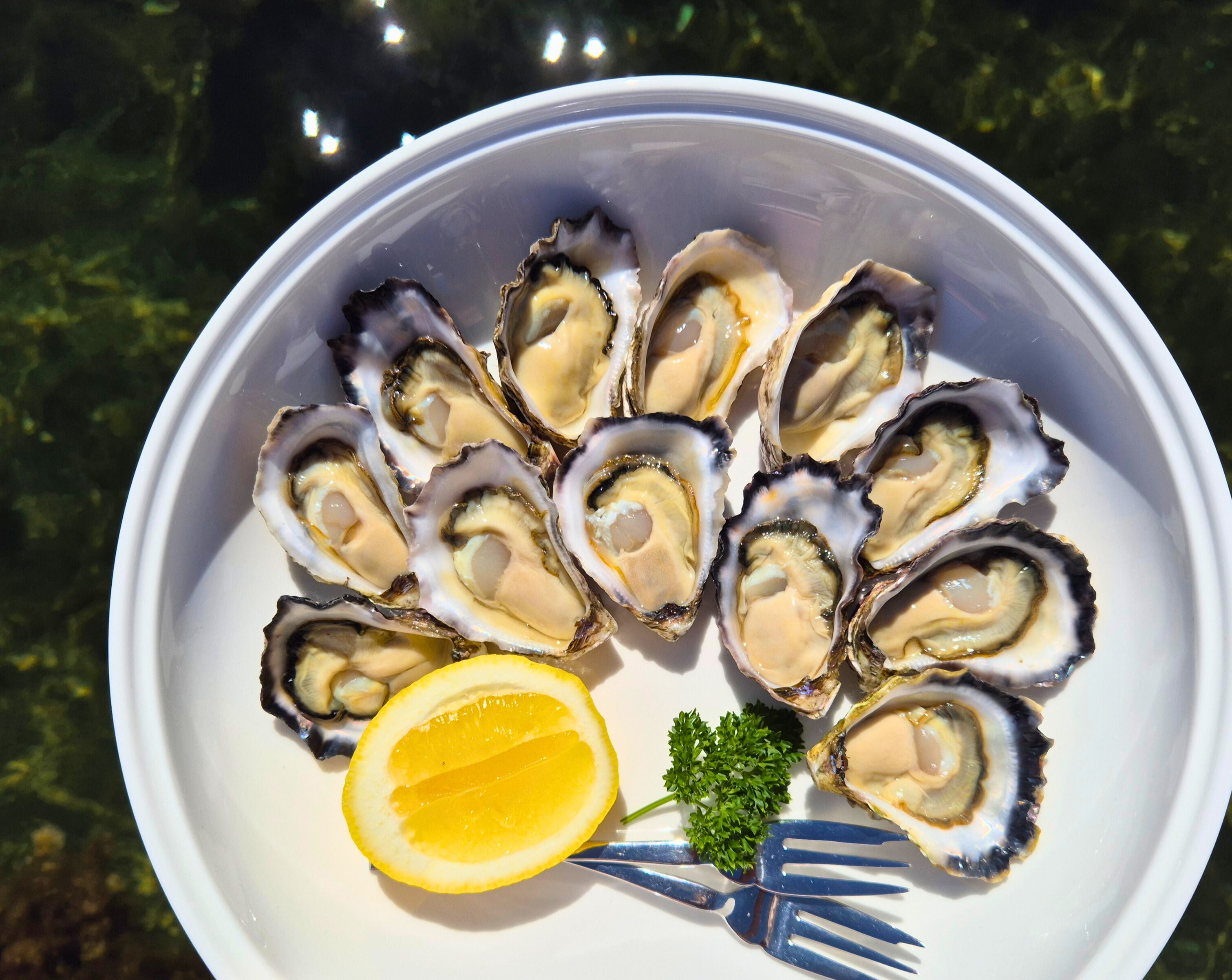 1 Dozen Freshly Shucked Sydney Rock Oysters
